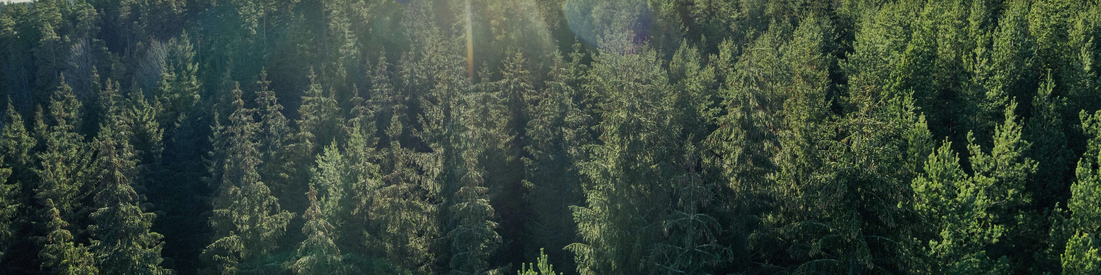 Sunlight shines over a dense forest of tall, lush pine trees under a clear blue sky.
